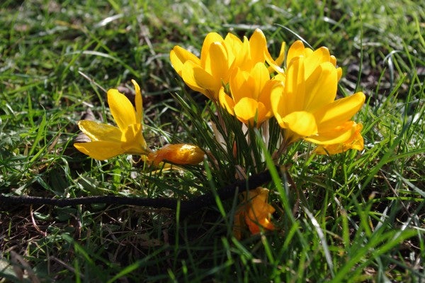 Vibrant yellow crocuses photographed with Pentax K-r camera.