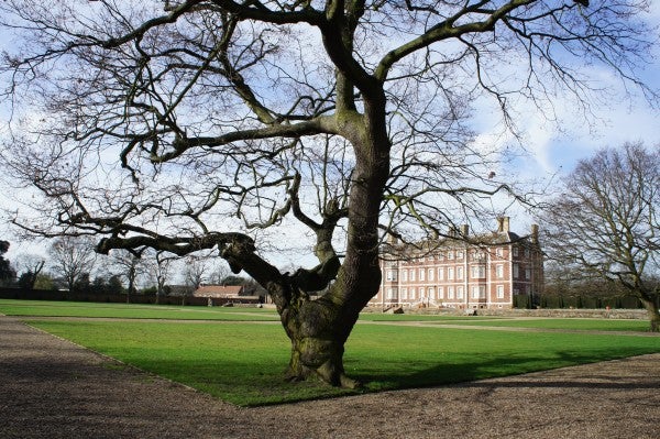 Tree in foreground with a historic mansion in the background.