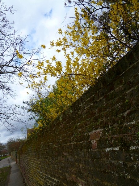 Photo of a brick wall with yellow-leaved tree captured by Lumix DMC-FX77.