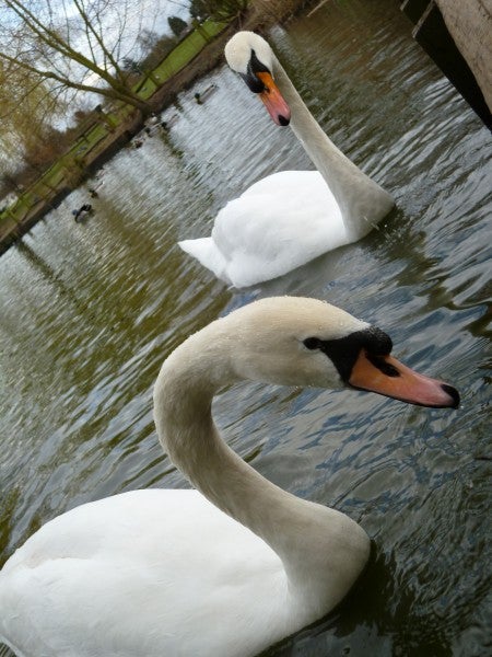 Swans on water taken with Panasonic Lumix DMC-FX77.