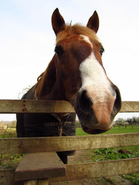 Close-up photo of a horse behind a wooden fence