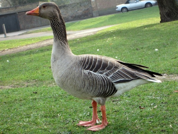 Close-up photo of a goose captured by Canon IXUS 220 HS.
