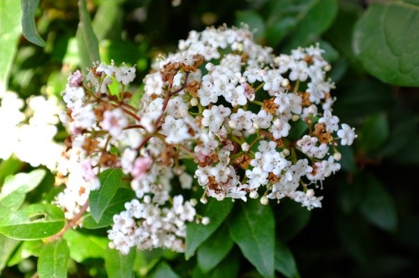 Close-up photo of white flowers with Fujifilm Finepix X100.