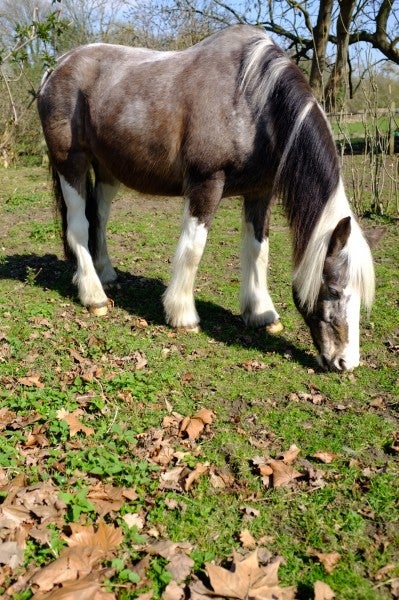 Horse grazing in a field on a sunny day.