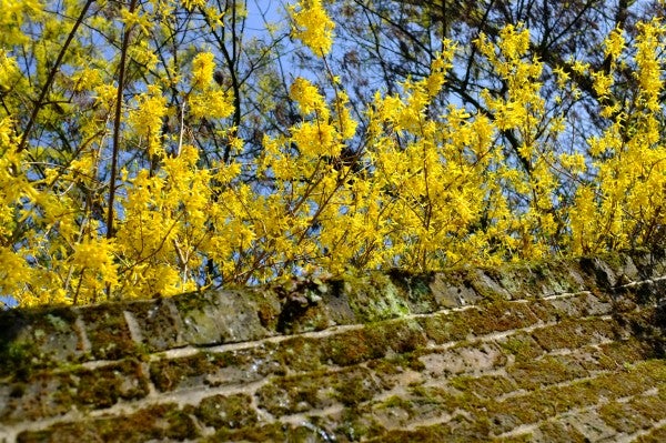 Vibrant yellow flowers captured by Fujifilm Finepix X100.