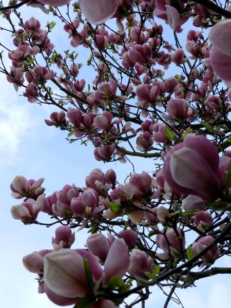 Photo of blooming magnolias captured with Nikon Coolpix P500.