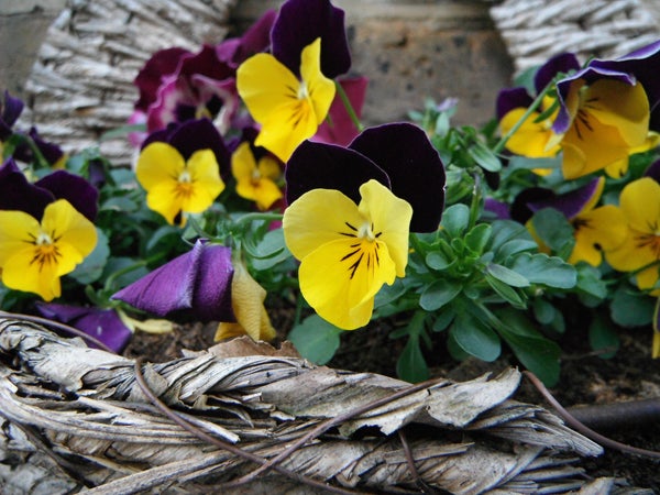 Vibrant pansies photographed with Fujifilm FinePix XP30 camera.