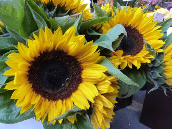 Vivid sunflowers captured by Panasonic Lumix FZ48.