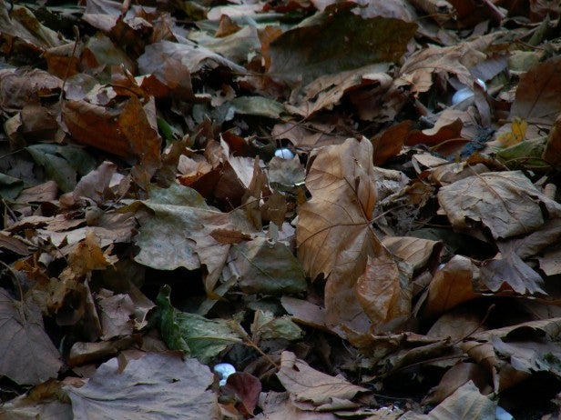 Photo of urban landscape with clear blue sky captured by JVC GC-PX10.Close-up photo of dry autumn leaves on the ground.
