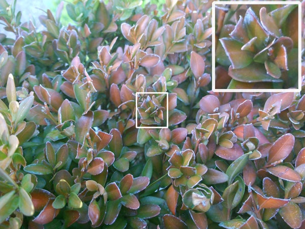Close-up photo of succulent plants with digital zoom rectangle.Close-up of Asus Transformer Pad Infinity camera lens.