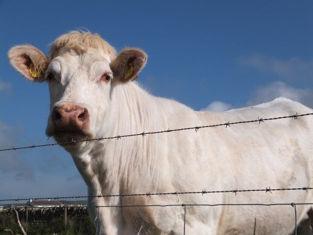 White cow behind barbed wire fence with clear sky.