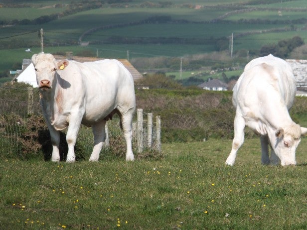 Cows grazing in a field with hills in the background.