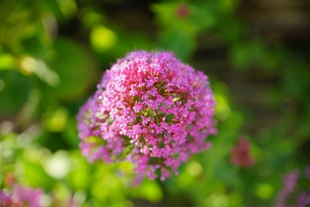 Close-up of pink flowers with a soft-focus background
