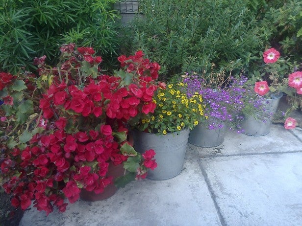 Photo of colorful flowers in metal buckets outside