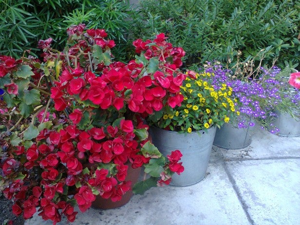 Colorful potted flowers on a patio.