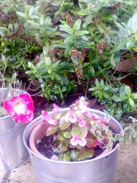 Flower pot with pink flowers taken in a garden.