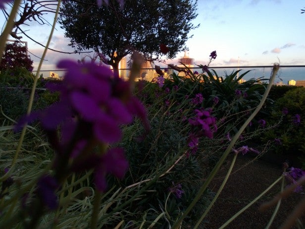 Photo taken with Nokia Lumia 920 showing purple flowers and skyline.Low-light photo sample from Nokia Lumia 920 camera.
