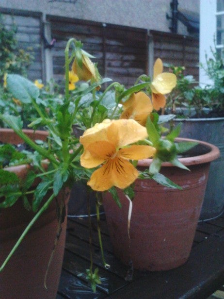 Yellow pansy flowers in a terracotta pot on a balcony.