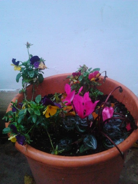 Colorful flowers in a terracotta pot.