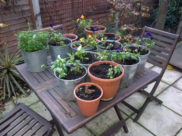 Potted plants on an outdoor wooden table