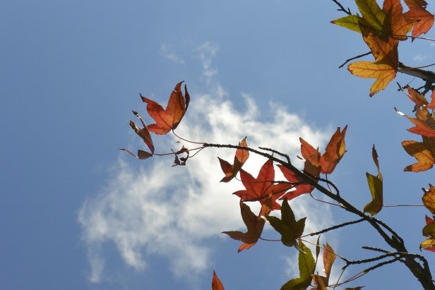 Autumn leaves against a clear blue sky, captured in high resolution.