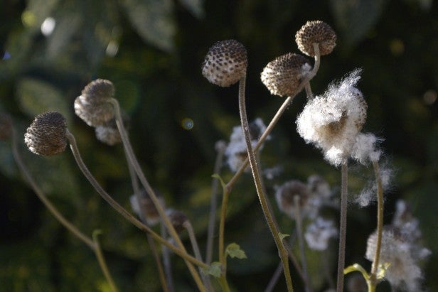 Close-up of seed heads with detailed texture display.