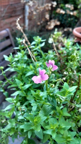 Pink flowers in focus with a blurred garden background.