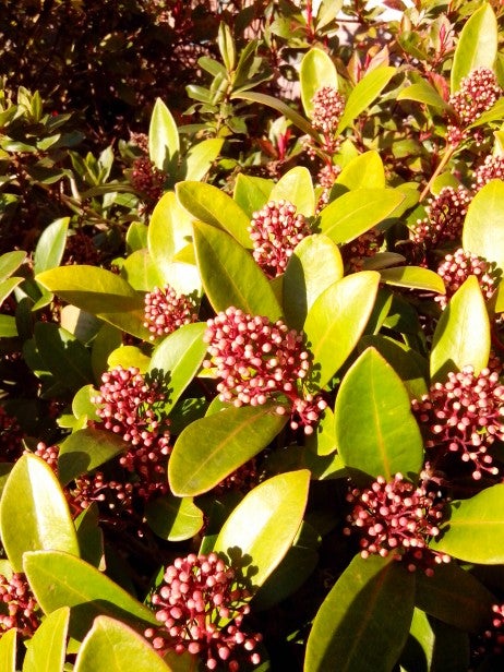 Close-up of shrub with green leaves and pink buds in sunlight.