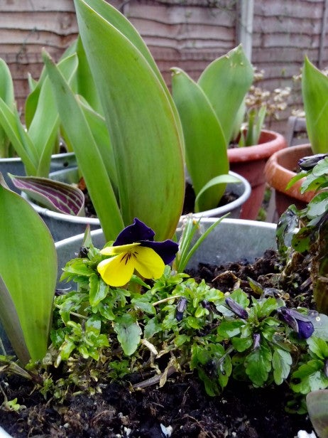 Close-up photo of plants focusing on a yellow pansy.