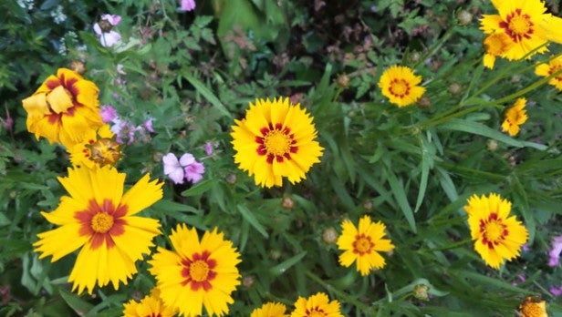 Photo of yellow flowers showcasing Samsung Galaxy S4 Zoom camera quality.