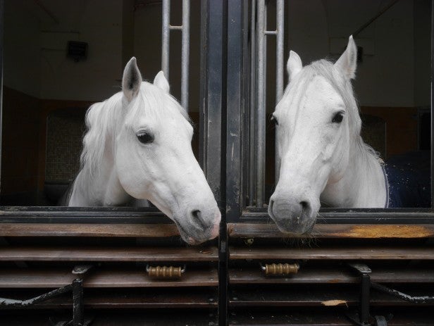 Two white horses looking out from a stable window.