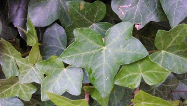 Close-up photo of ivy leaves showcasing camera sharpness.