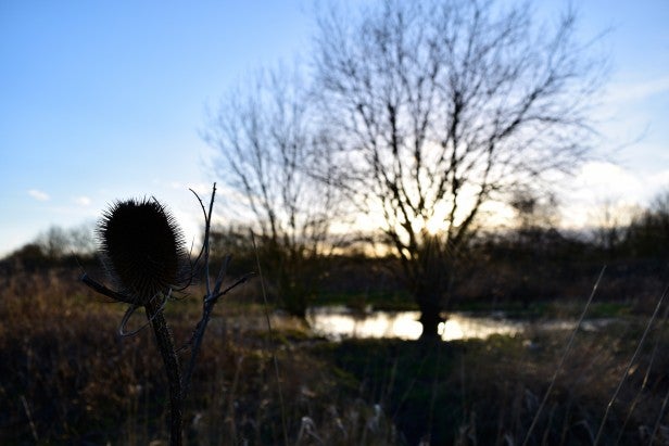 Nikon D3300Silhouetted thistle against sunset with good dynamic range.
