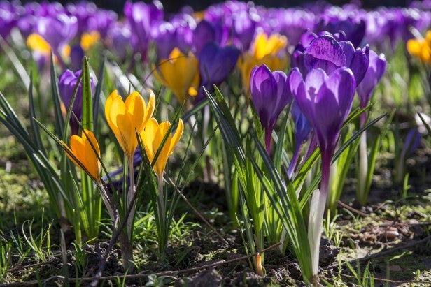 Samsung NX30Vibrant yellow and purple crocuses demonstrating camera's color accuracy.
