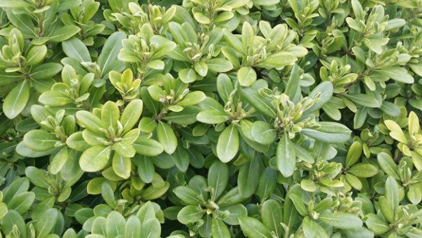 Dense green shrubbery, no Samsung Galaxy Round visible.Close-up of green shrubbery with dense leaves