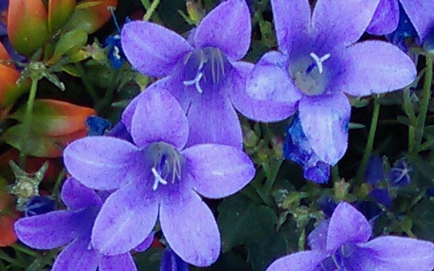 Close-up photo of purple flowers showing camera's detail capture capability.