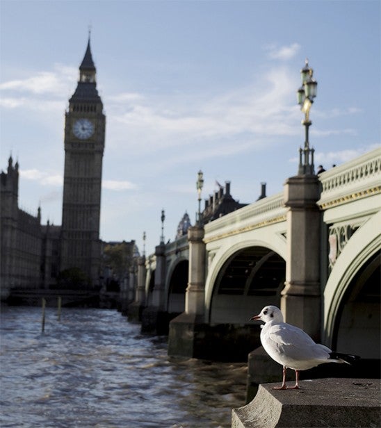 Seagull in focus with Big Ben and Westminster out of focus