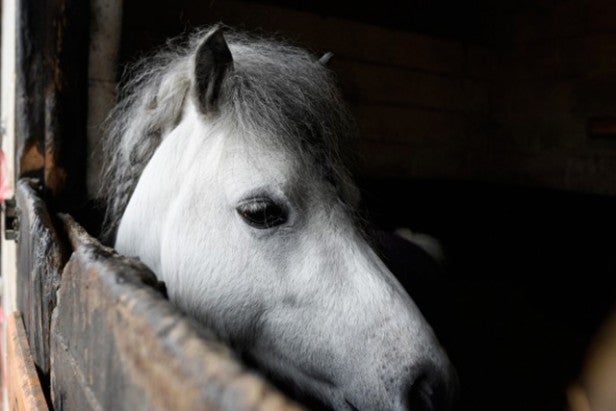 White horse peeking out from dark stable, showcasing camera's dynamic range.