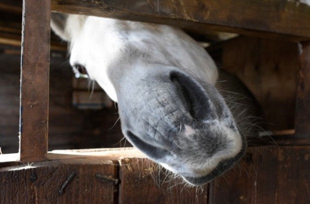 Close-up of a horse's nose poking through stable window.