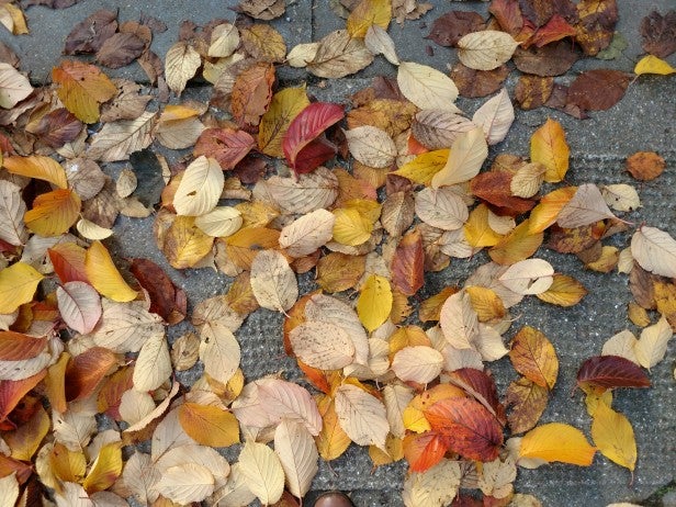Moto Z 1Autumn leaves scattered on a pavement.