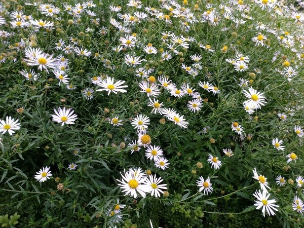 Moto Z 2Field of daisies, not related to software or performance review.