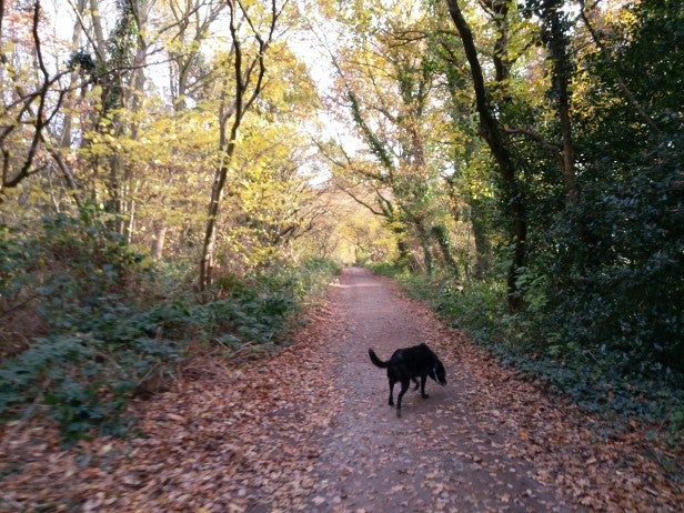 picDog walking on a forest path captured with camera.