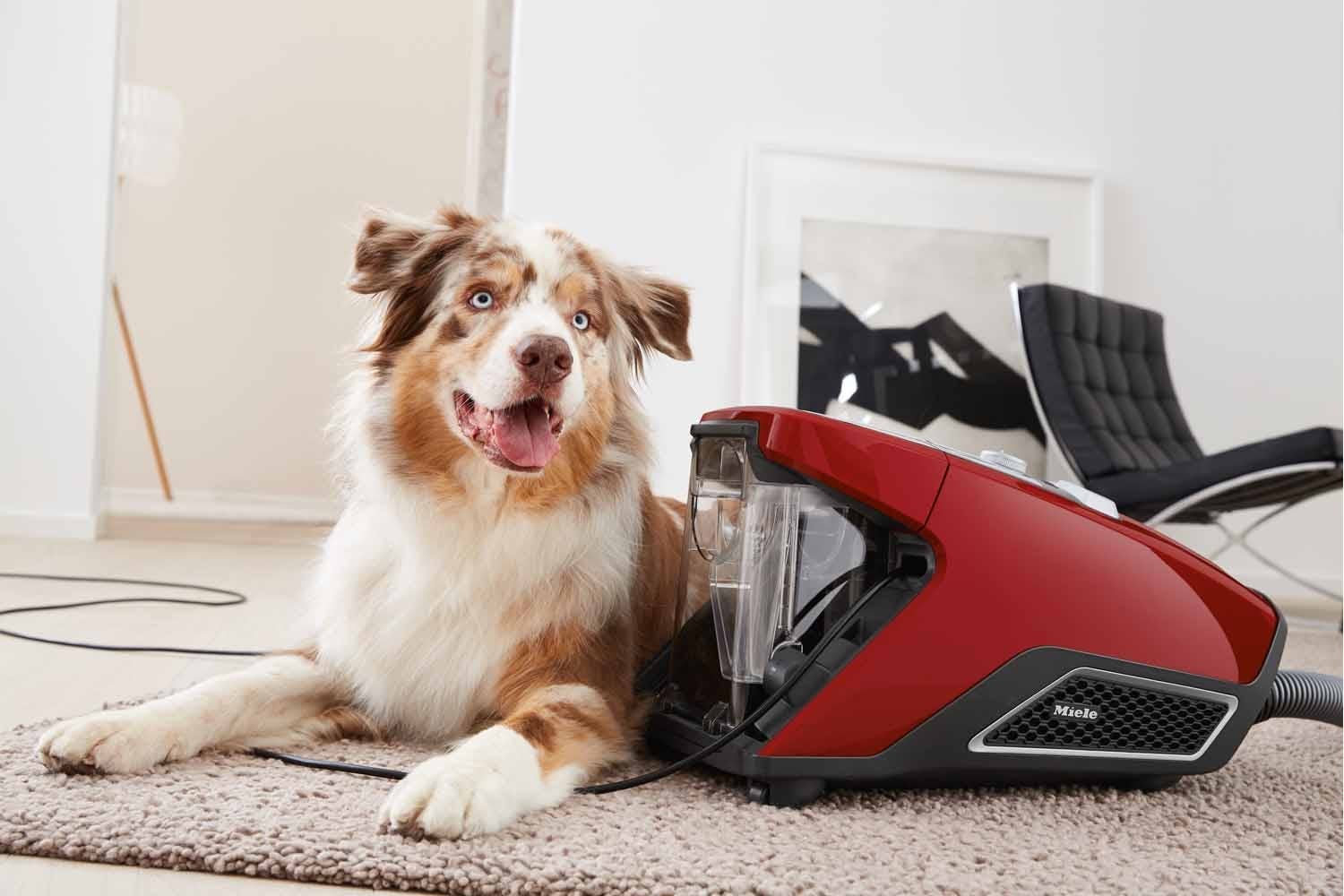 voor Super goed Hen Miele Blizzard CX1 Cat & Dog PowerLine Review | Trusted Reviews