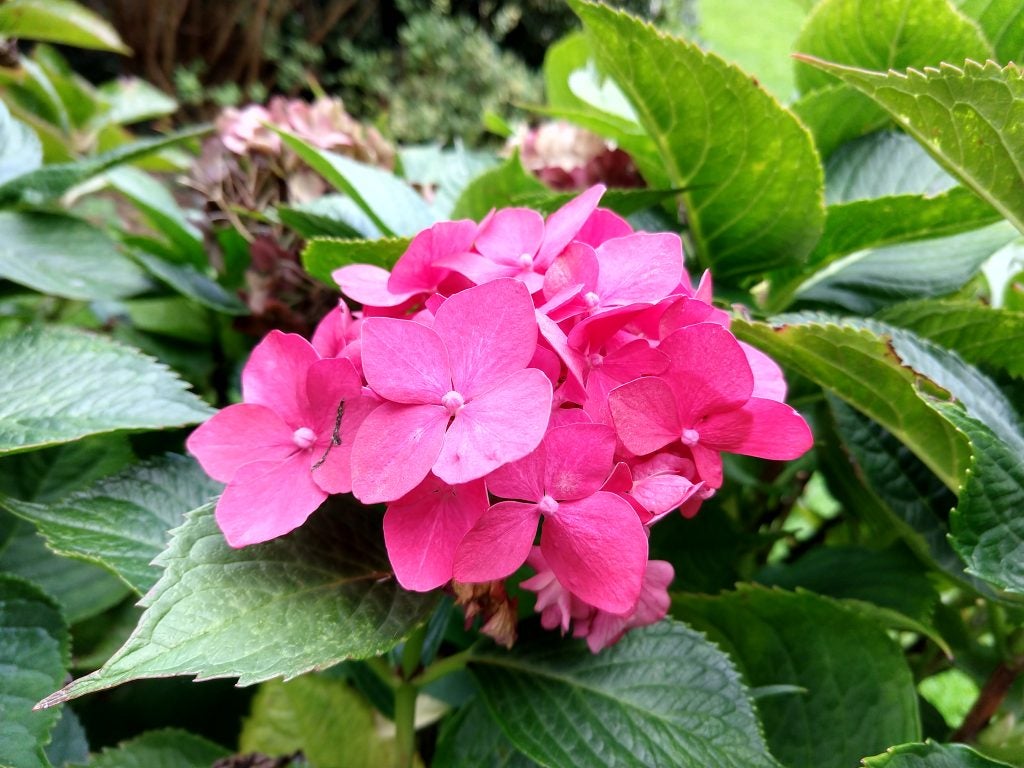 Hand holding Moto X4 displaying a text conversationBright pink hydrangea flowers with green leaves.
