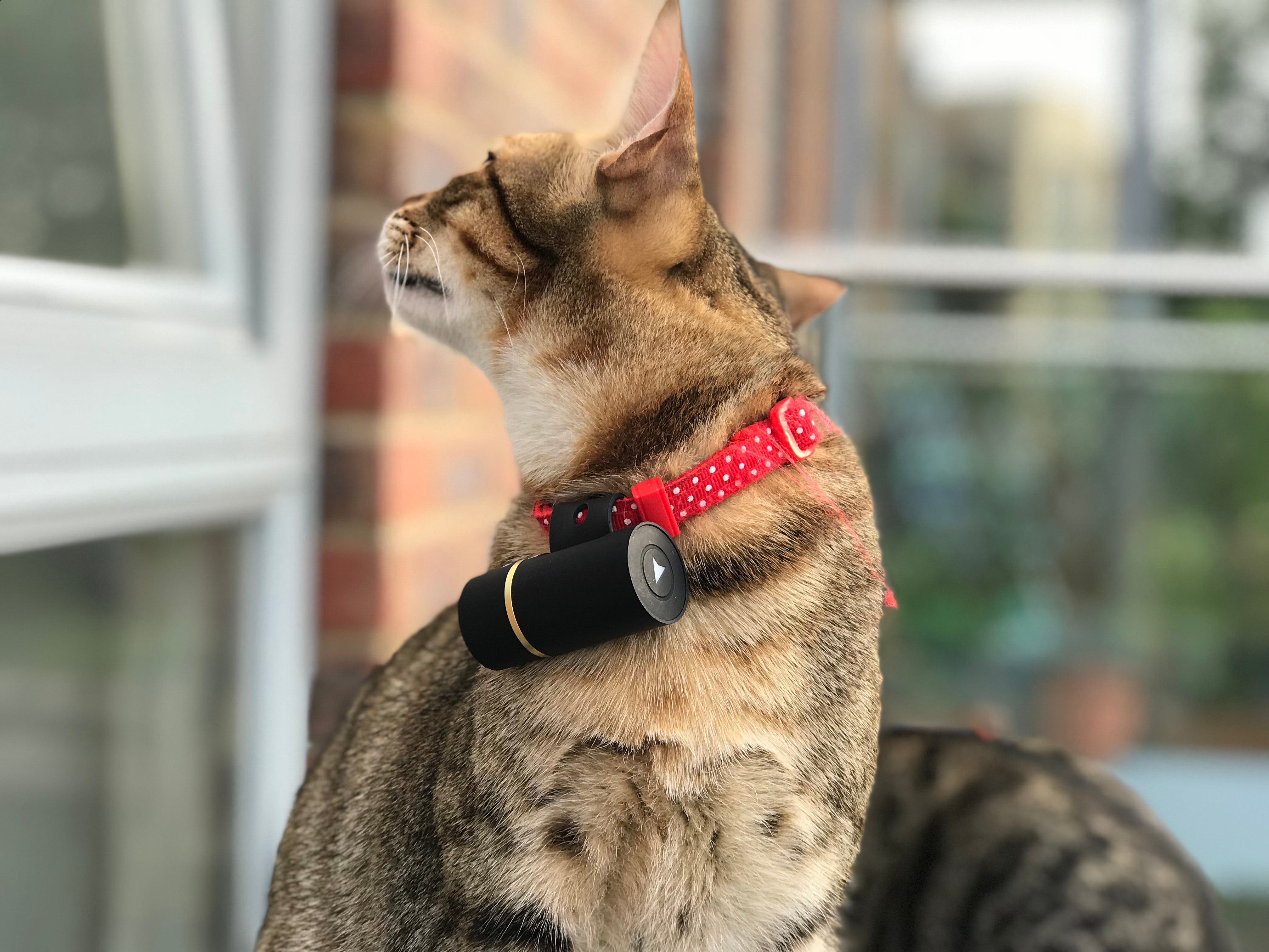 Cat wearing a Pod 3 GPS tracker on its collar.