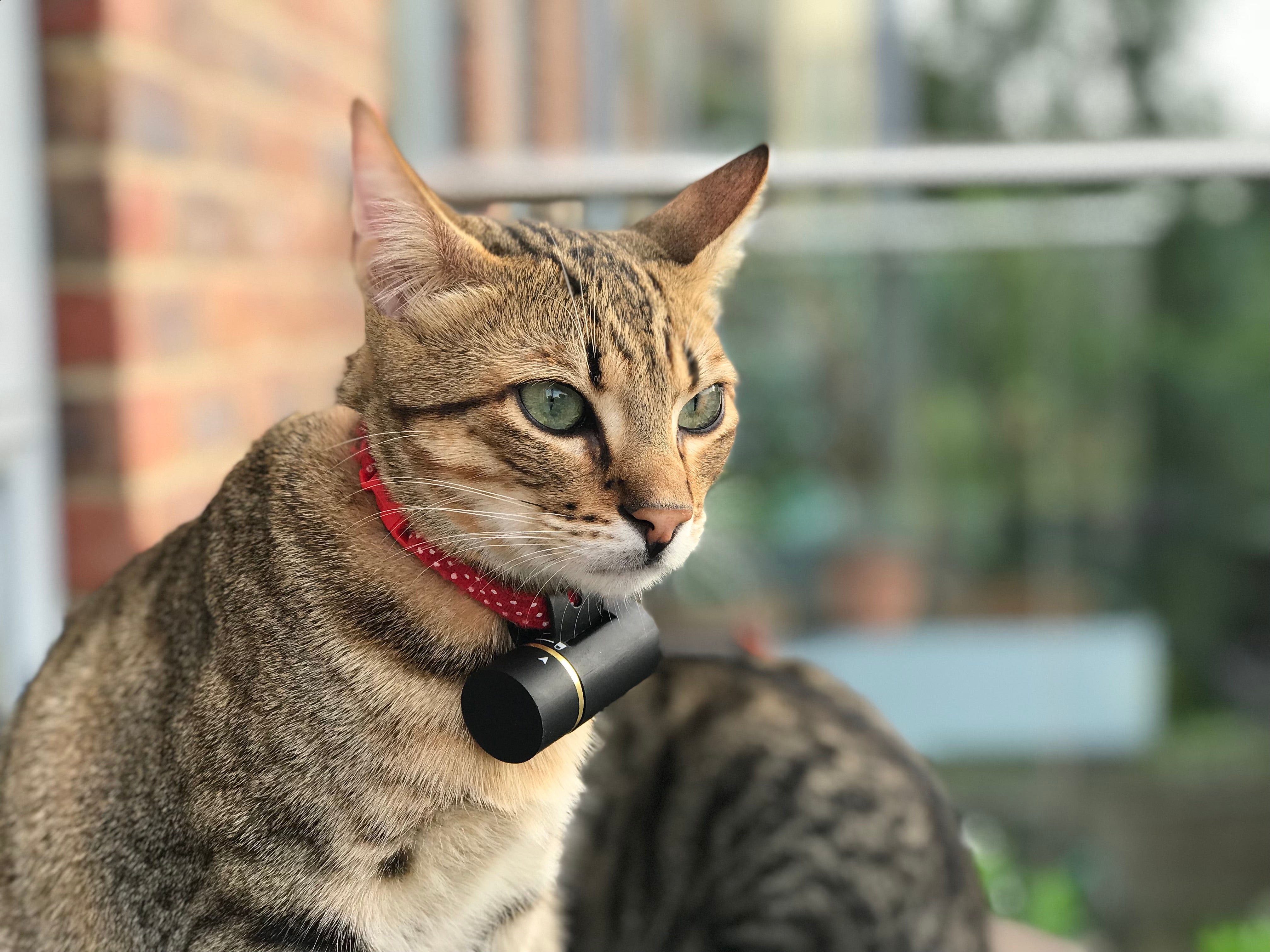 Cat wearing a Pod 3 GPS Tracker on collar.