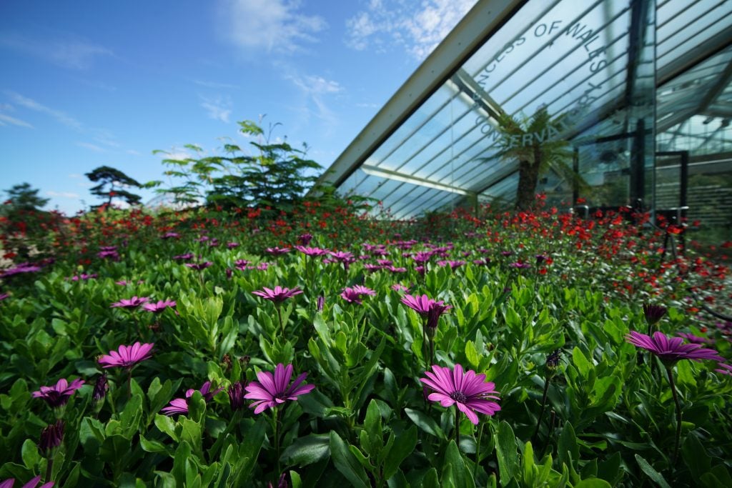 Sony 12-24mm flowers image sample