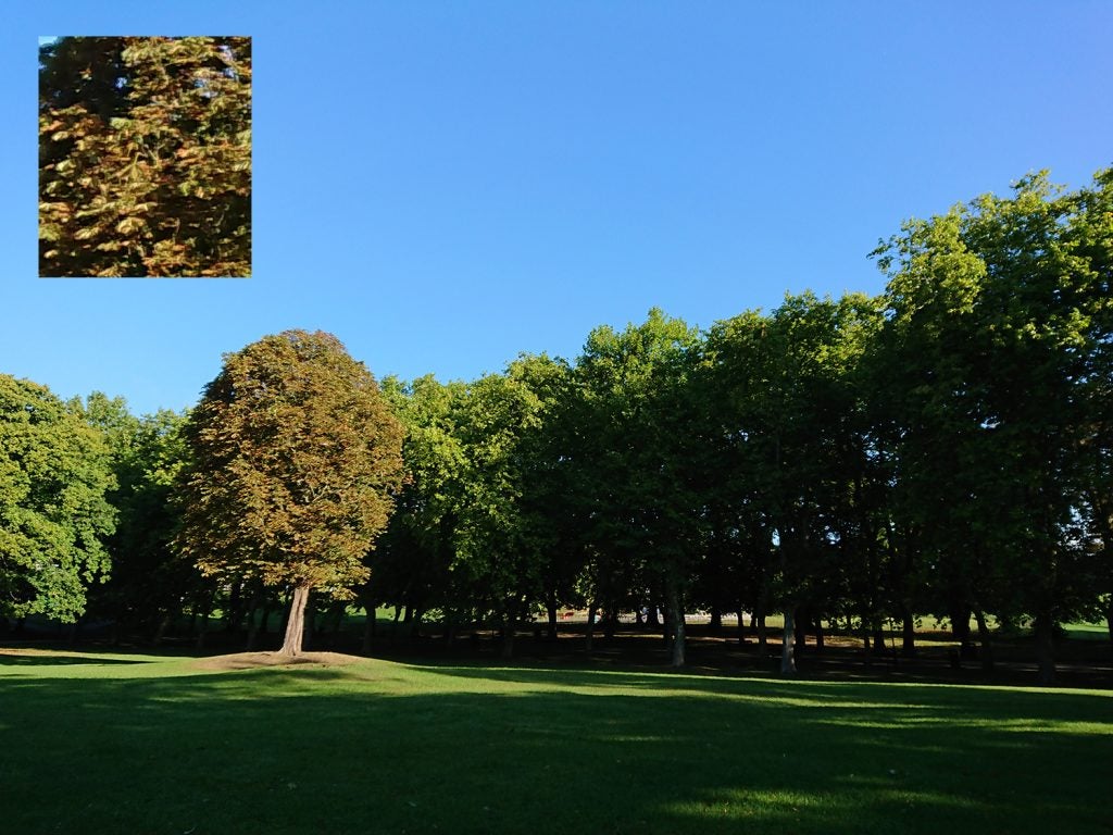 Product camera test sample showing trees in a park with zoom inset.