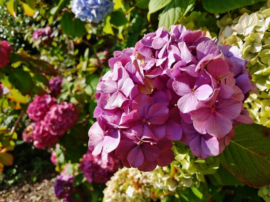 Close-up photo of vibrant pink hydrangea flowers in sunlight.