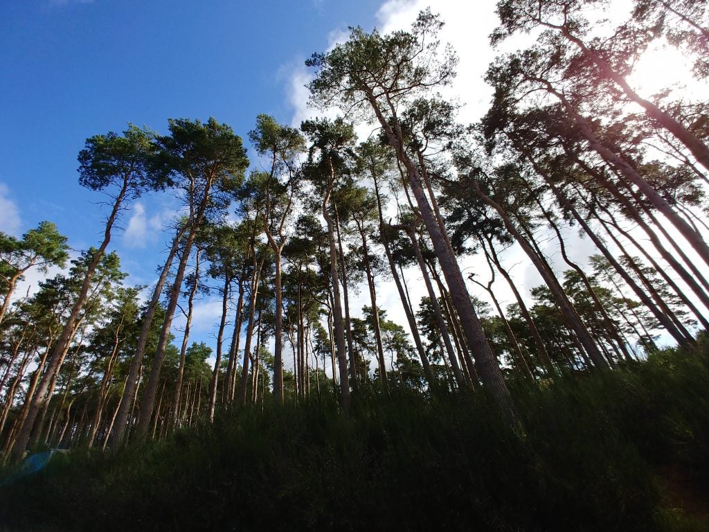 Tall pine trees against a blue sky captured with a wide angle.
